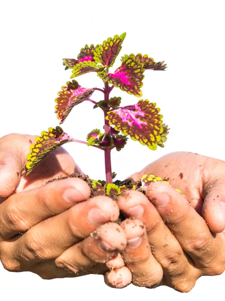 Planta em mãos sobre fundo branco — Fotografia de Stock