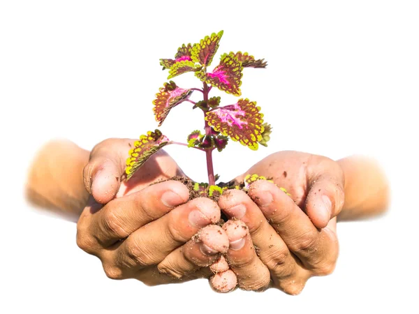 Planta en manos sobre fondo blanco — Foto de Stock