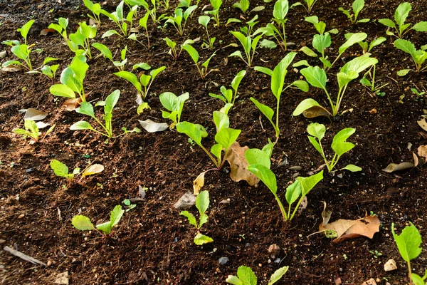 Jeunes légumes biologiques — Photo