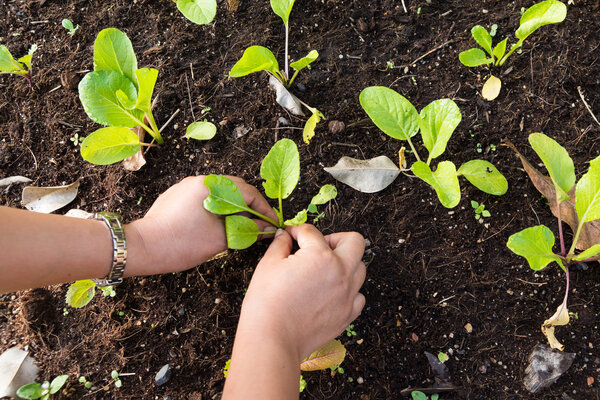 Посадка огорода
