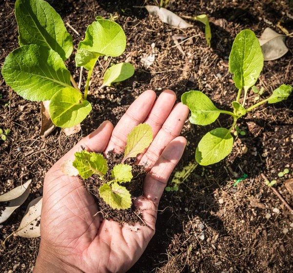 Planting vegetable garden — Stock Photo, Image