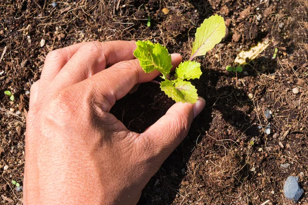 Planting vegetable garden — Stock Photo, Image