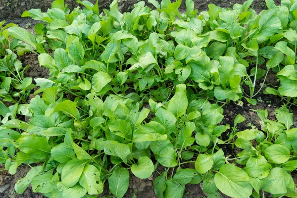 Bio-Gemüse auf dem Grundstück — Stockfoto