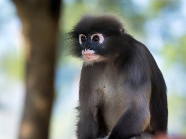 Gölgeli yaprak maymun, gölgeli langur, gözlüklü langur