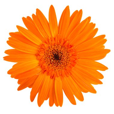 beyaz zemin üzerinde bir portakal gerbera daisy closeup