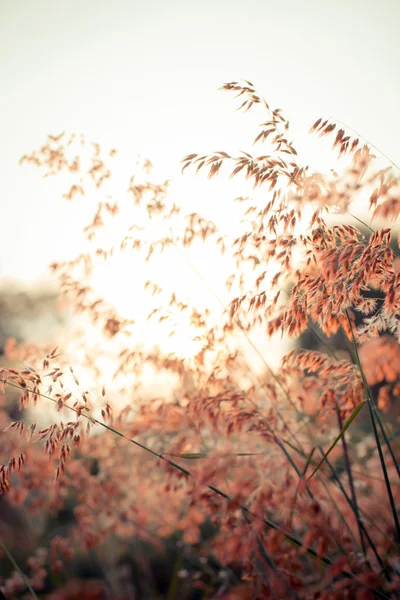 Belle herbe brune au coucher du soleil — Photo