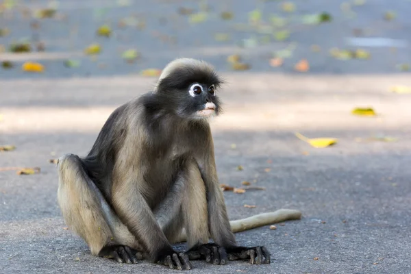 Dämmerige Blattaffe, dämmerige Langur, Brillenlangur — Stockfoto