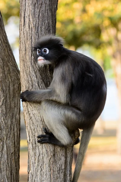 Macacos engraçados em uma árvore