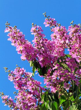 mavi renk arka plan üzerinde pembe çiçekler