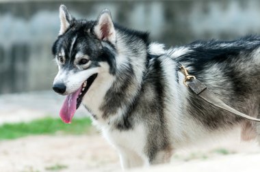 Sibirya İri Köpek Portresi