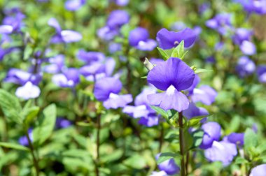 Lades kemiği çiçek, Bluewings, Torenia