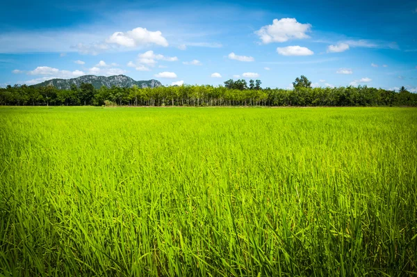 Riz de champ de thaïlande — Photo