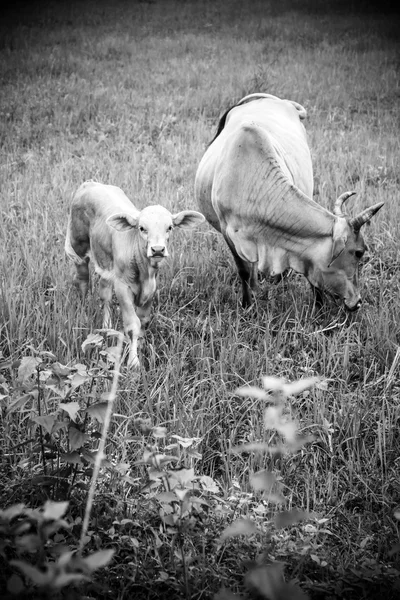 Vaches en blanc et noir — Photo
