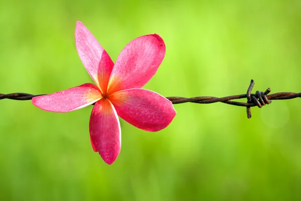 Plumeria flor en la naturaleza —  Fotos de Stock