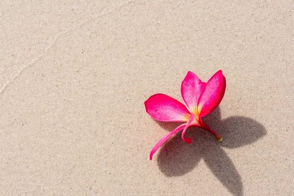 Frangipani blomma på stranden — Stockfoto