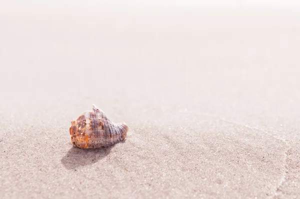 Concha na areia da praia Imagem De Stock