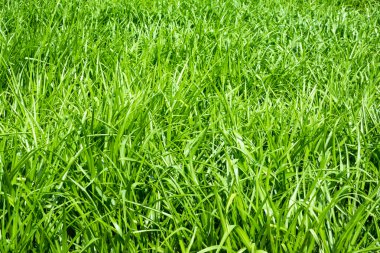 yeşil çim arka plan doğa