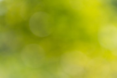 Doğal yeşil arkaplan bulanık