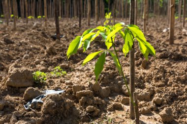 Bahçede genç kauçuk ağacı