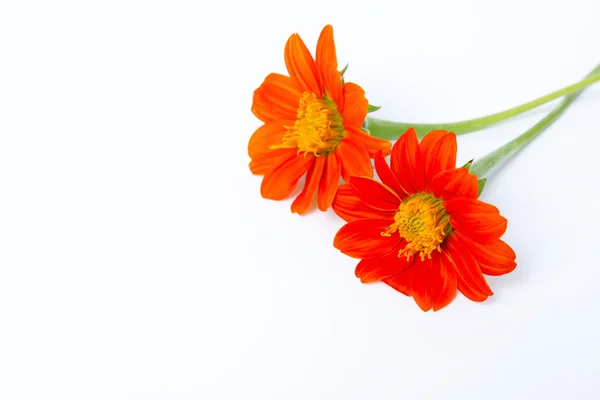 孤立的白色背景上的橙色的花 — 图库照片