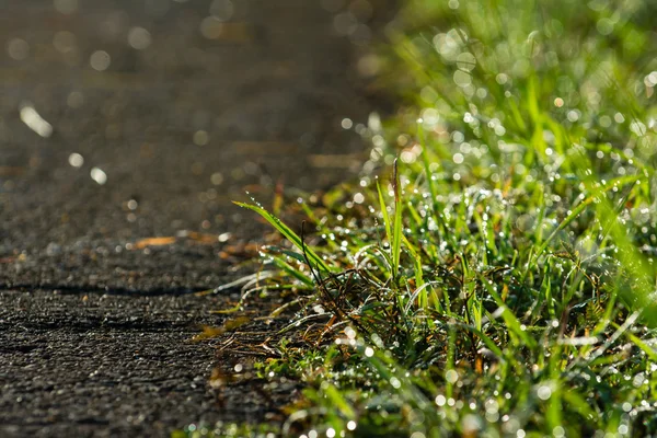 Dewdros と道路の脇の草のクローズ アップ — ストック写真