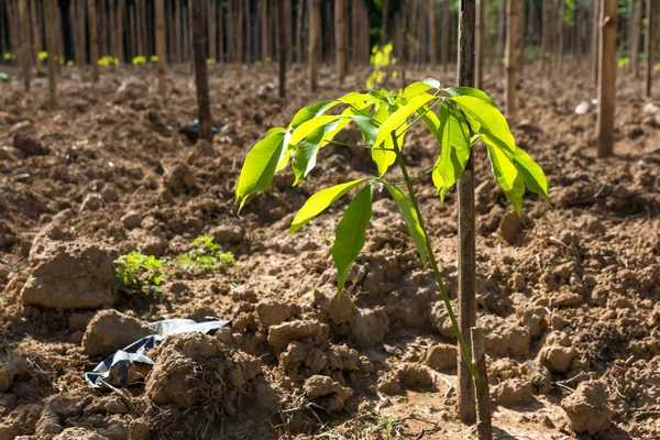 Bahçede genç kauçuk ağacı