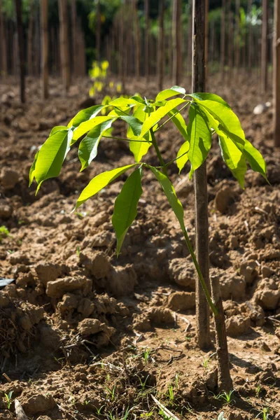 Jeune arbre en caoutchouc — Photo