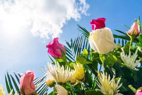 Hermosas rosas bajo el cielo azul — Foto de Stock