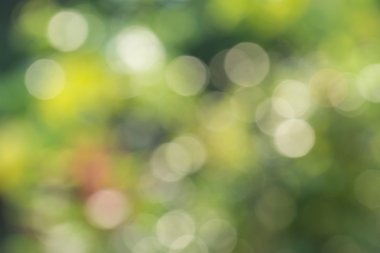 Güneşli soyut yeşil doğa arka planı, seçici odak