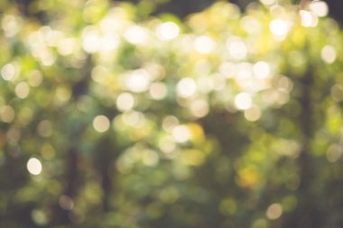 Güneşli soyut yeşil doğa arka planı, seçici odak