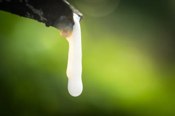 Yakın çekim kauçuk lateks lastik ağacından bırak