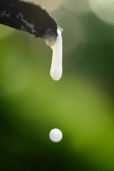 Yakın çekim kauçuk lateks lastik ağacından bırak