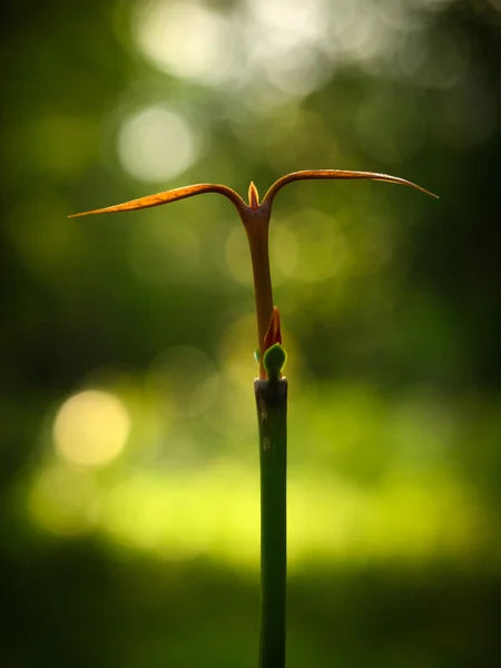 Planta joven al aire libre a la luz del sol —  Fotos de Stock