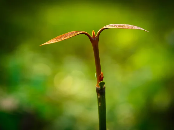 户外年轻植物在阳光下 — 图库照片