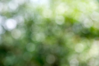 Güneşli soyut yeşil doğa arka planı, seçici odak