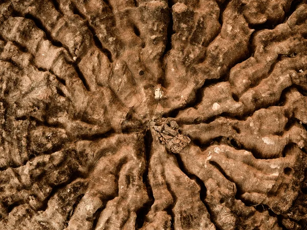 Vieux fond de souche d'arbre Images De Stock Libres De Droits