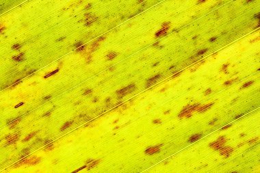 closeup eski muz yaprak arka plan