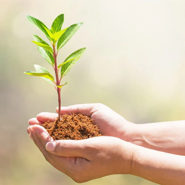 Mano sosteniendo y plantando nuevo árbol — Foto de Stock