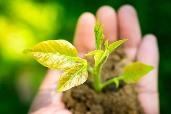 Närbild ung planta i hand mot gröna naturen bakgrund — Stockfoto