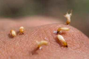 close-up of termites in hand clipart
