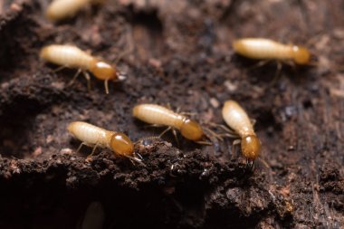 Close up termites or white ants clipart