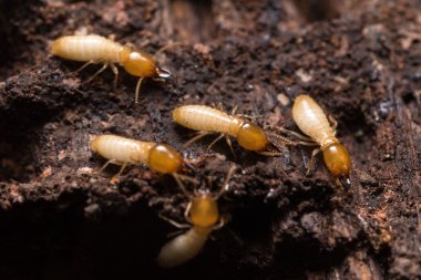 Close up termites or white ants clipart