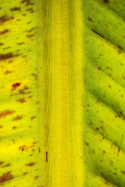 Gros plan le vieux fond de la feuille de banane — Photo