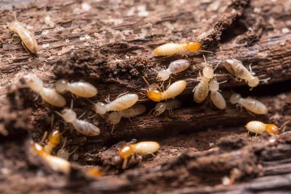 Cerca de termitas o hormigas blancas — Foto de Stock