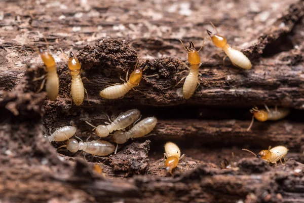 Gros plan termites ou fourmis blanches — Photo