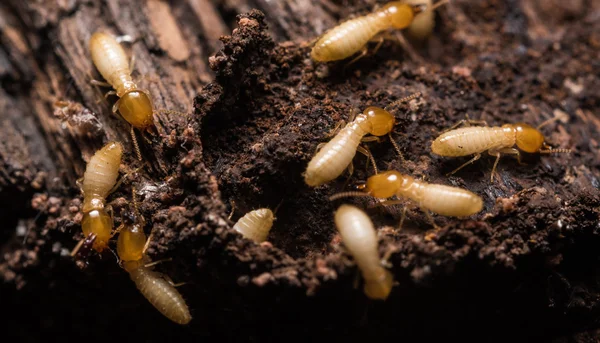 Gros plan termites ou fourmis blanches — Photo