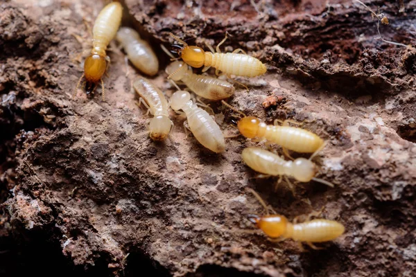 Gros plan termites ou fourmis blanches Photos De Stock Libres De Droits