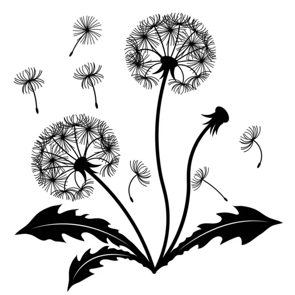 Dandelion bush with leaves. The design element is separated from the background. Vector black and white illustration, silhouette. — 图库矢量图片