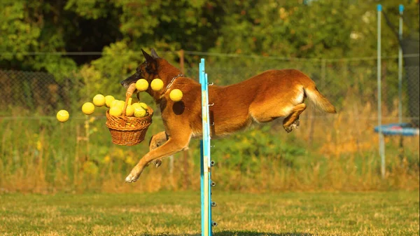 Ein Hund Springt Über Ein Hindernis Der Natur — Stockfoto