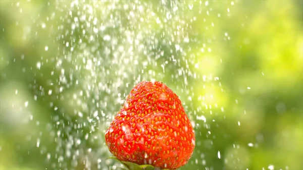 Juicy Strawberries Nature Fresh Air — Stock Photo, Image